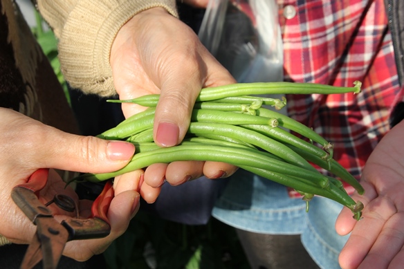 季節の野菜収穫体験