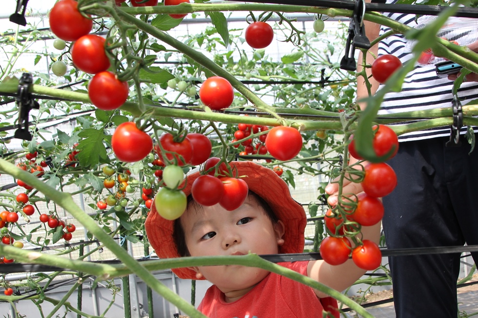 小玉トマトの収穫体験