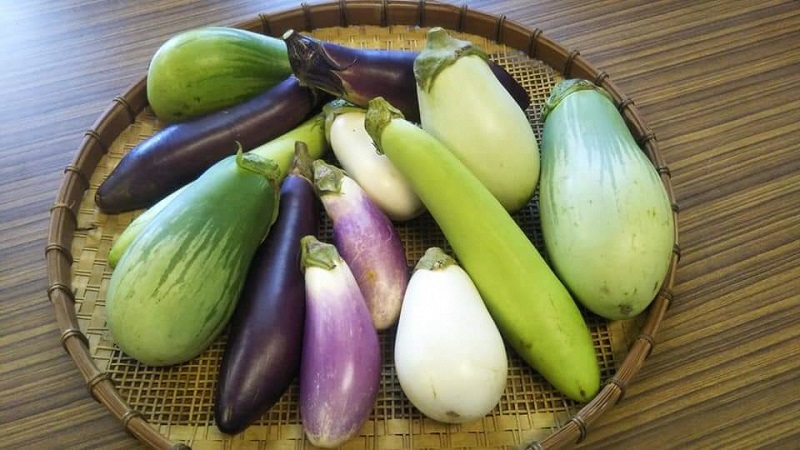 「かごしまの伝統野菜」を収穫＆調理体験！