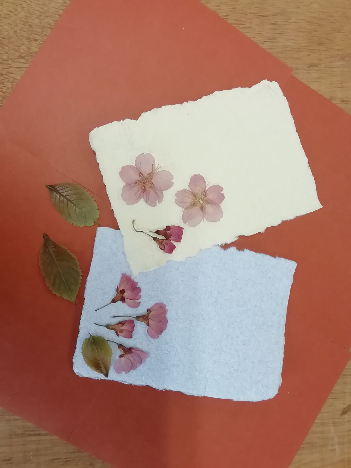 （追加募集）桜の花の紙すきハガキ