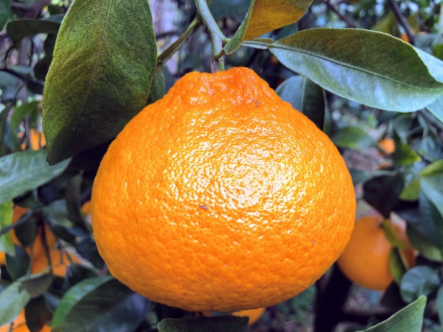 【抽選】シラヌイ（柑橘類）収穫体験