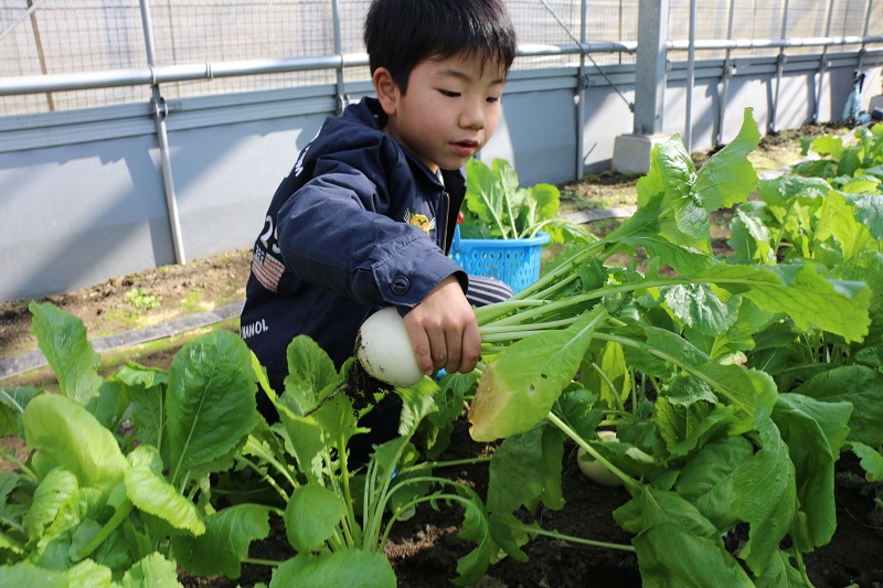 野菜の収穫体験
