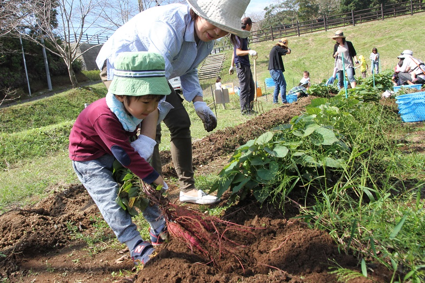 季節の野菜収穫体験