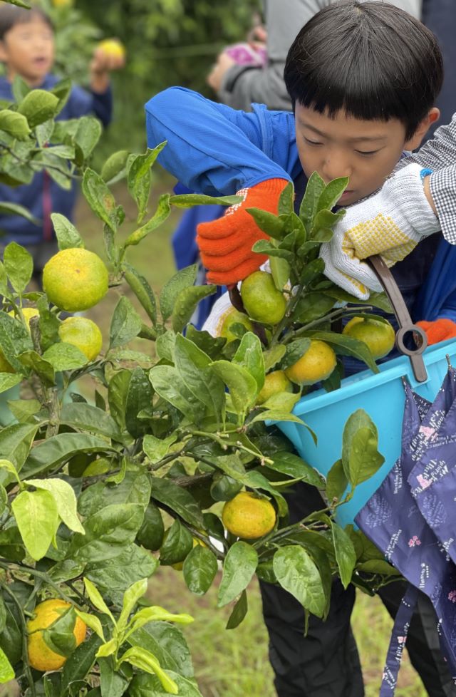 【抽選】みかん狩りをしよう