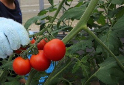 野菜の収穫体験