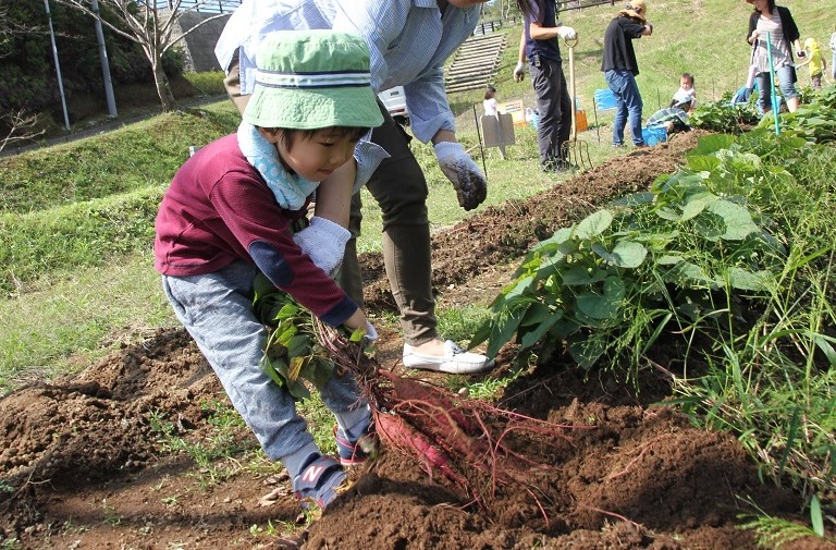 野菜の収穫体験