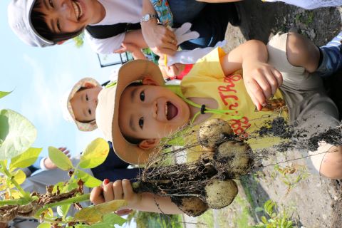 野菜の収穫体験