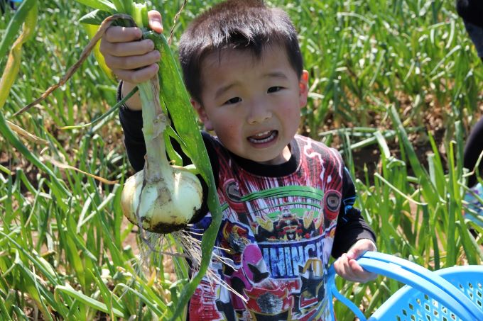 【抽選】タマネギを植えて収穫しよう！