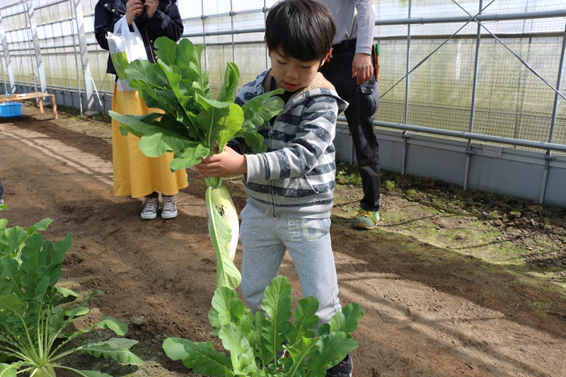 (クリスマスカーニバル)  季節の野菜収穫体験