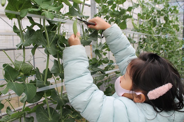 野菜の収穫体験