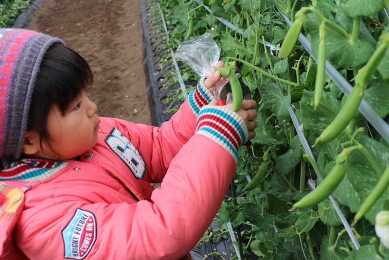 野菜の収穫体験