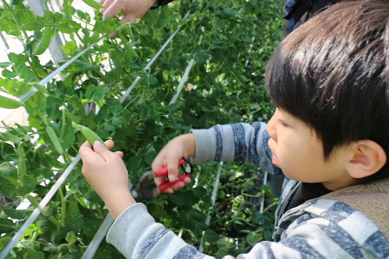 (キッズフェスティバル)  季節の野菜収穫体験