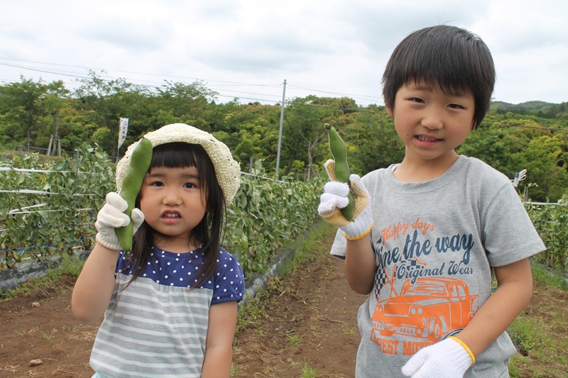 野菜の収穫体験