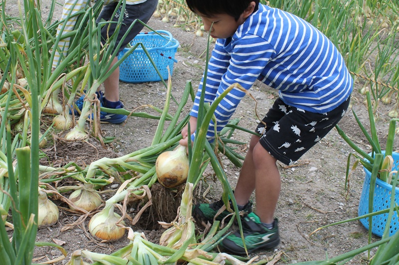 (こどもまつり)  季節の野菜収穫体験