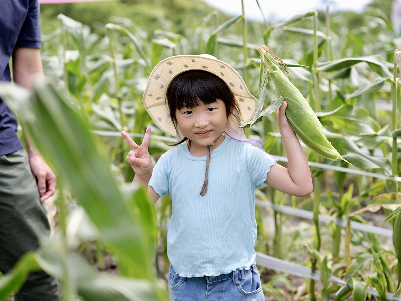 野菜の収穫体験