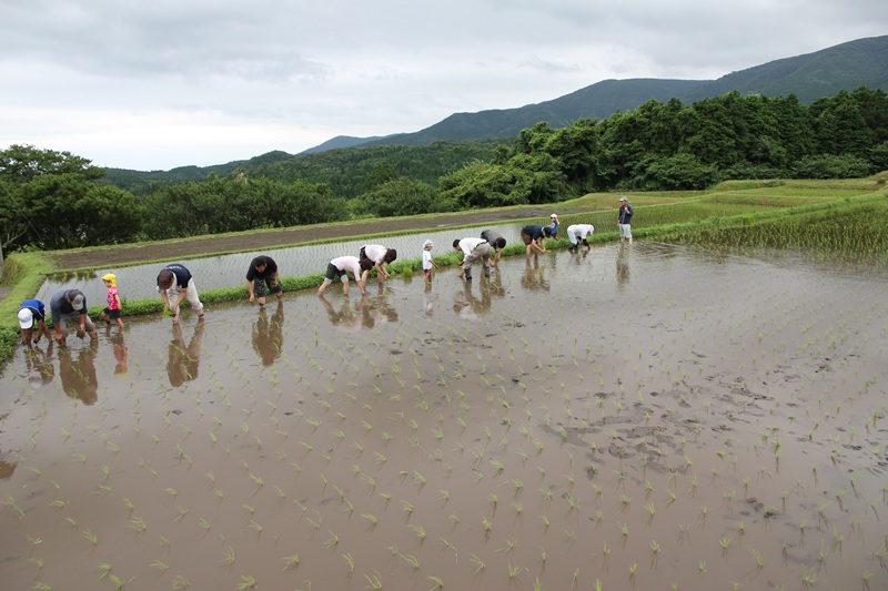 【抽選】お米をつくろう！―田植えから稲刈りまで―