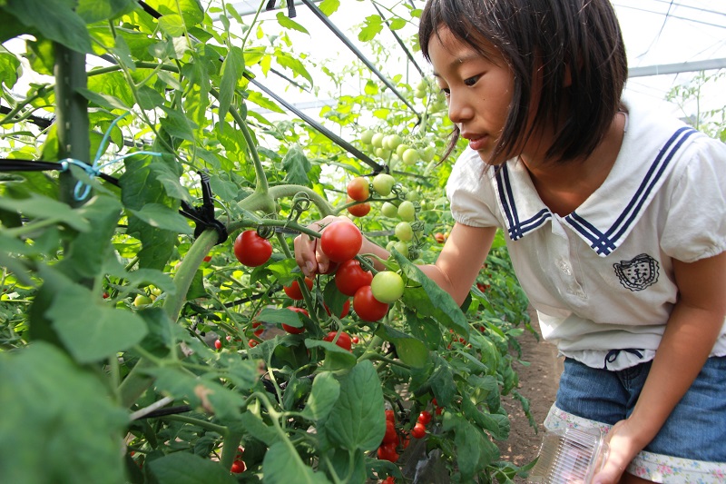 野菜の収穫体験