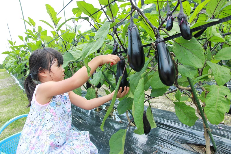 野菜の収穫体験