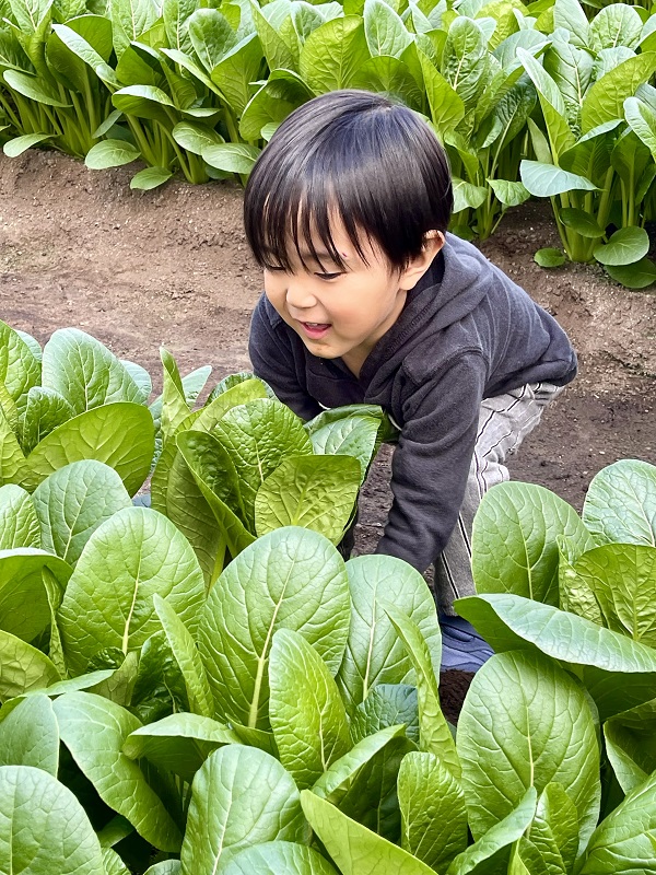 野菜の収穫体験