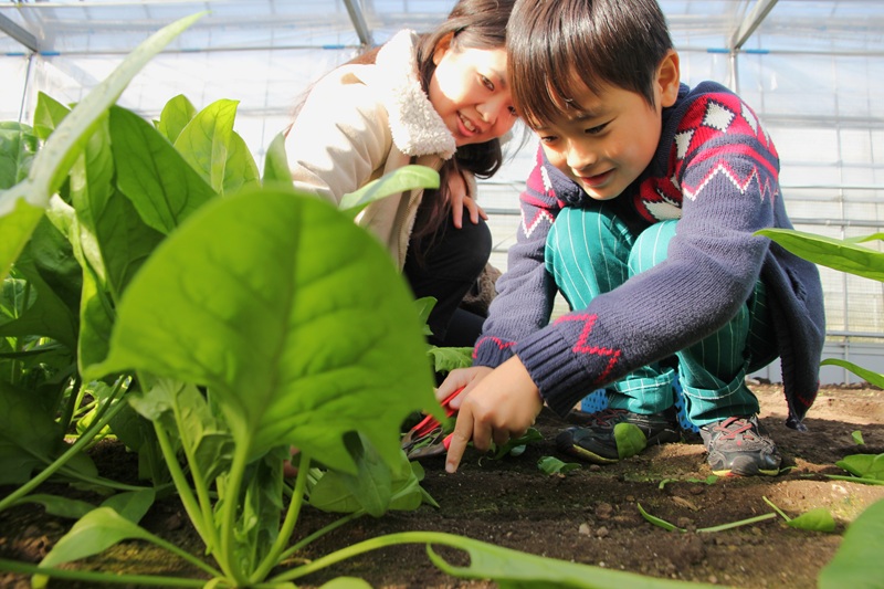 野菜の収穫体験