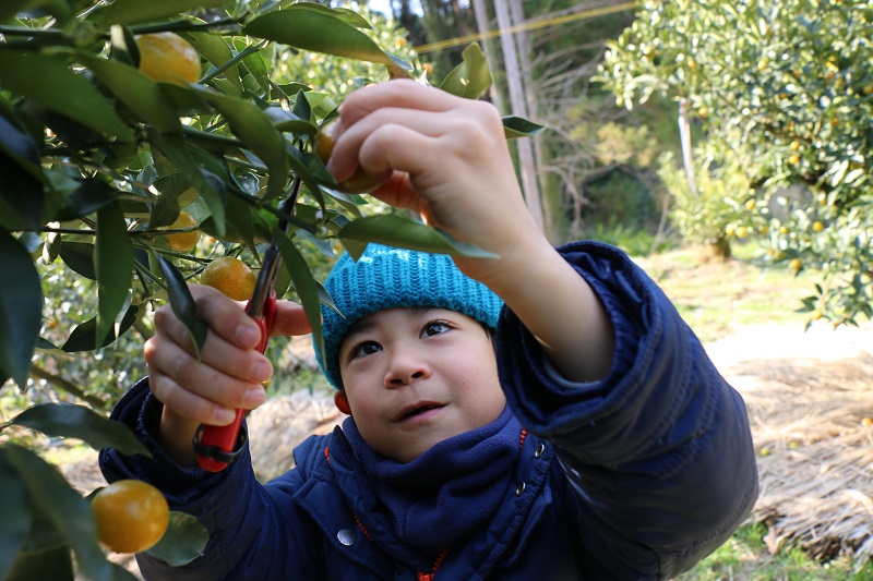キンカン収穫体験