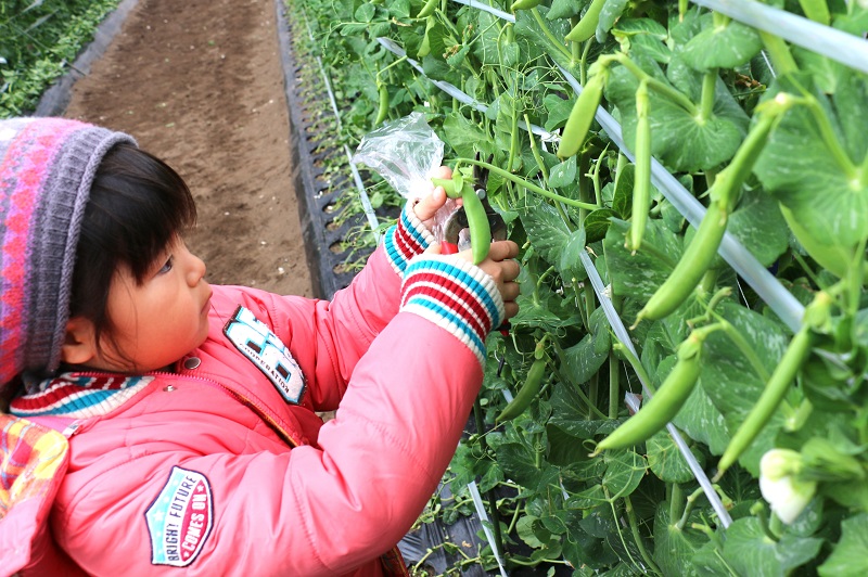 野菜の収穫体験