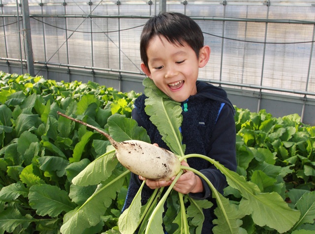 野菜の収穫体験