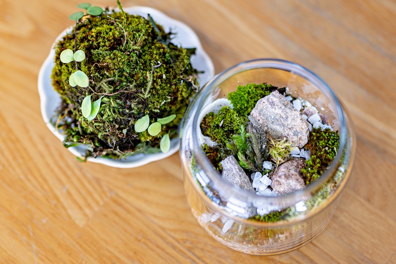 苔玉＆テラリウム作り