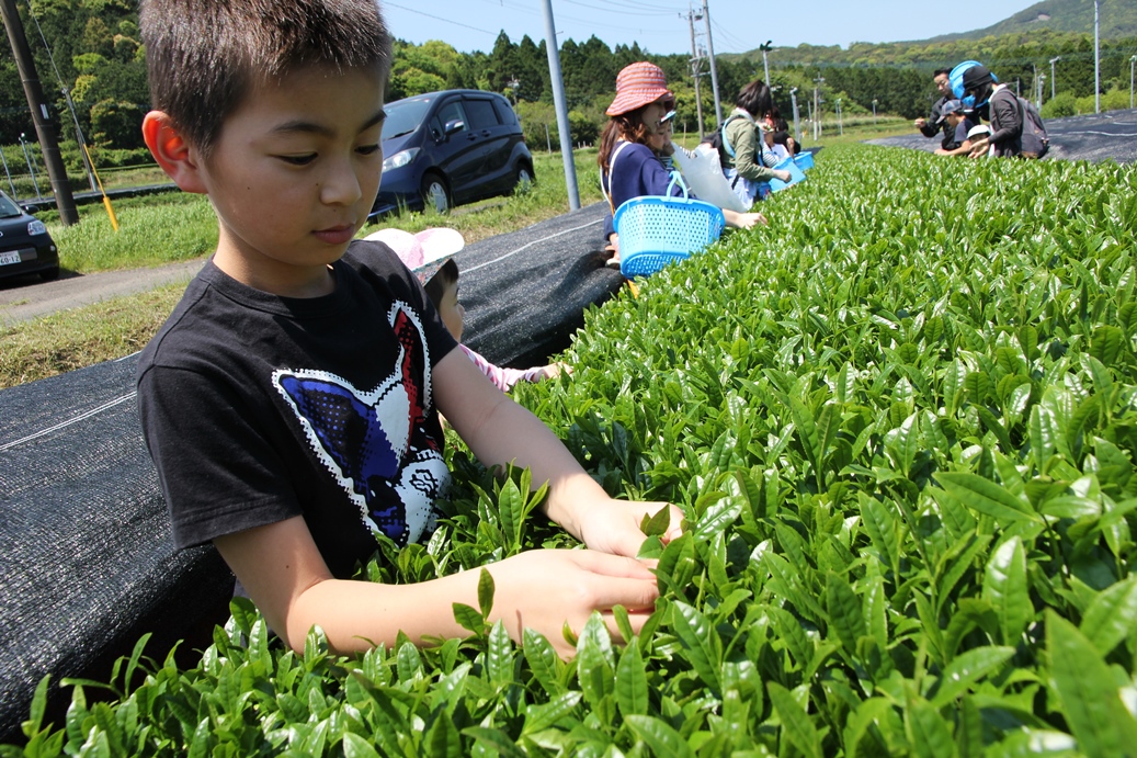 【抽選】茶葉を摘んで釜炒り茶を味わおう！
