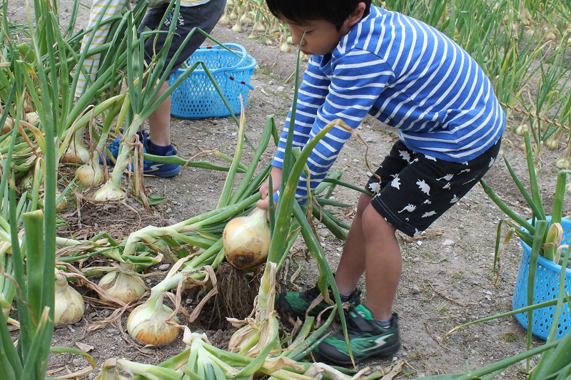 野菜の収穫体験