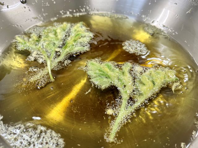 春の野草を食べよう！